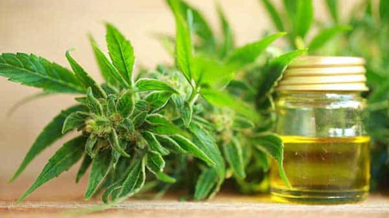 Which is the best CBD or THC?